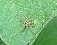 Dolomedes facetus