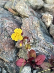 Erythranthe serpentinicola