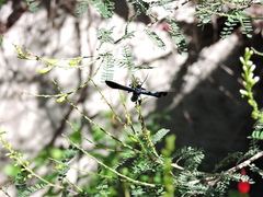 Macrocneme chrysitis