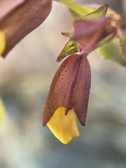 Erythranthe serpentinicola