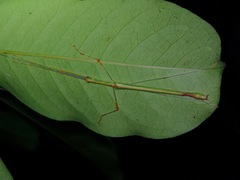 Anarchodes