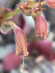 Erythranthe serpentinicola