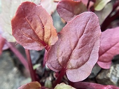 Erythranthe serpentinicola
