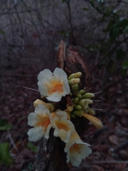Colea floribunda