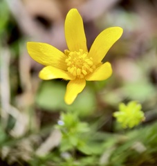 Ranunculus fascicularis