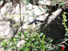 Macrocneme chrysitis