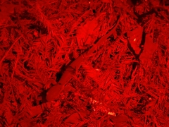 Ambystoma jeffersonianum