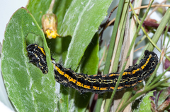 Procanthia distantii