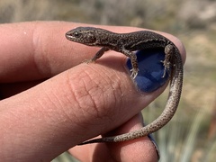 Xantusia vigilis