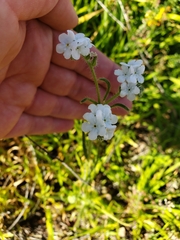 Plagiobothrys nothofulvus