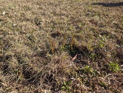 Sceptridium lunarioides