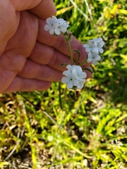 Plagiobothrys nothofulvus