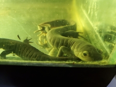 Ambystoma jeffersonianum