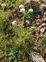 Plagiobothrys nothofulvus