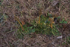 Sceptridium lunarioides