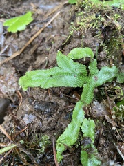 Conocephalum conicum