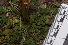 Sceptridium lunarioides