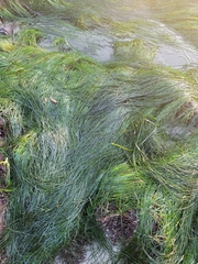 Zostera muelleri