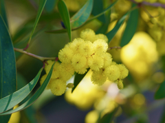 Acacia retinodes