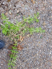 Galium aparine