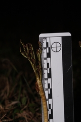 Sceptridium lunarioides