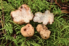 Balsamia oregonensis