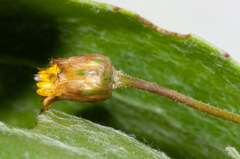 Procanthia distantii