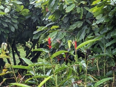 Phaethornis longirostris