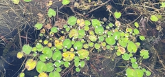 Nymphoides