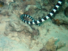 Laticauda laticaudata