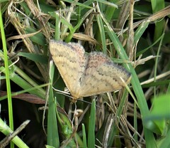 Scopula rubraria