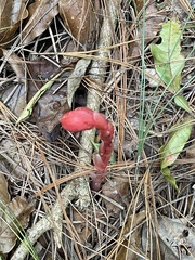 Monotropa coccinea