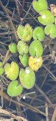 Nymphoides