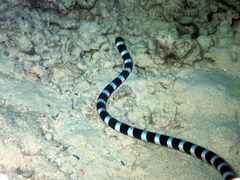 Laticauda laticaudata