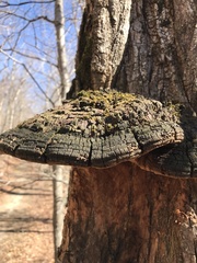 Phellinus everhartii
