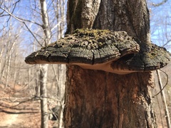 Phellinus everhartii