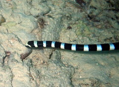 Laticauda laticaudata