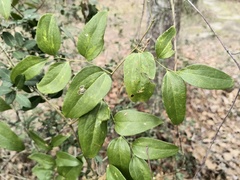 Smilax smallii