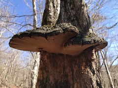 Phellinus everhartii