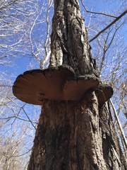 Phellinus everhartii