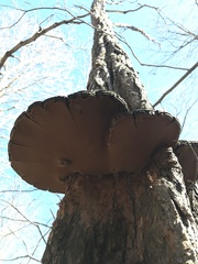 Phellinus everhartii