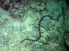 Laticauda laticaudata