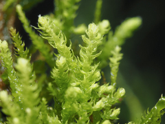 Claopodium crispifolium