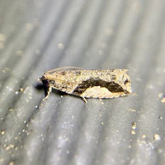 Statherotis pendulata