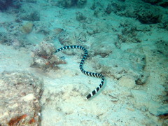 Laticauda laticaudata