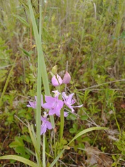 Calopogon tuberosus
