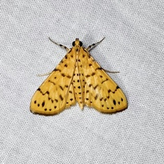 Conogethes punctiferalis