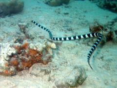 Laticauda laticaudata
