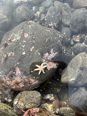 Leptasterias hexactis