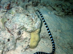 Laticauda laticaudata